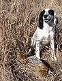 Spaniel with pheasant