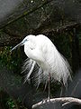  Endangered in NZ  Kōtuku (Egretta alba modesta)