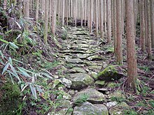 An image of a steep path with roughhewn cobblestones through a pine forest plantation, the road is old and very worn.