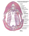 Microscopic cross section through the pharynx of a larva from an unknown lamprey species.