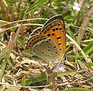 帕呃灰蝶 Lycaena pavana