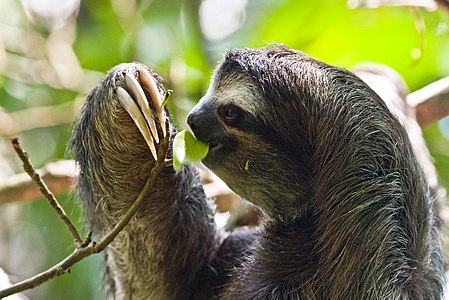 Feeding brown-throated sloth, by Christian Mehlführer