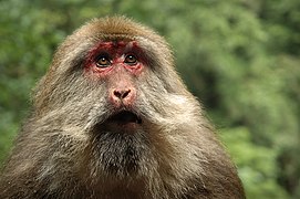 Macaca thibetana.