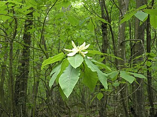 M. fraseri in young forest.