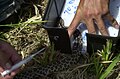 e. massasauga during mark and recapture study