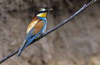 European Bee-eater