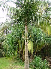 medium-sized palm