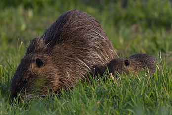 Un ragondin (Myocastor coypus), gros rongeur originaire d'Amérique du Sud, introduit en Europe au XIXe siècle. (définition réelle 4 414 × 2 943)