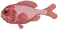 Image 27Orange roughy (from Pelagic fish)