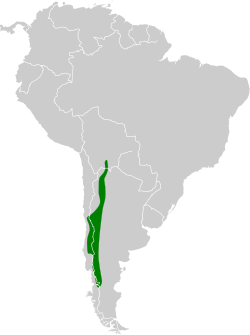 Distribución geográfica del colibrí cordillerano