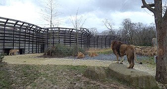 Enclos des lions.