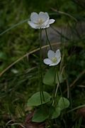 Parnassia palustris.