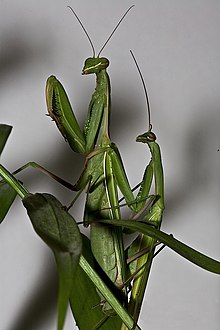 Photo de profil de l’accouplement de mantes.