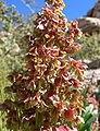 Rumex hymenosepalus