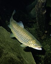 Photo d'une truite fario, commune aux eaux de la Béthune.