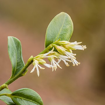 Flores brancas discretas de Sarcococca hookeriana. Técnica do empilhamento de foco (focus stacking) de 44 imagens. A Sarcococca hookeriana é uma espécie de planta com flor da família Buxaceae, nativa da China, Afeganistão, Nordeste da Índia, Butão e Nepal. É um arbusto perene de baixo crescimento, geralmente crescendo de 30 a 61 cm de altura. Produz flores brancas aromáticas durante todo o inverno, seguidas de bagas pretas. Esta pequena planta é frequentemente usada como cobertura de solo em jardins. (definição 3 456 × 3 456)