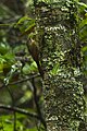 Spot-crowned woodcreeper Y