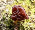 !!!Gyromitra esculenta!!!