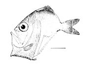 Diaphanous hatchetfish Sternoptyx diaphana
