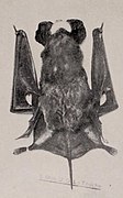 Grayscale photo of bat