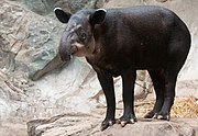 Black tapir