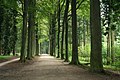 Buchenallee im Arboretum von Tervuren