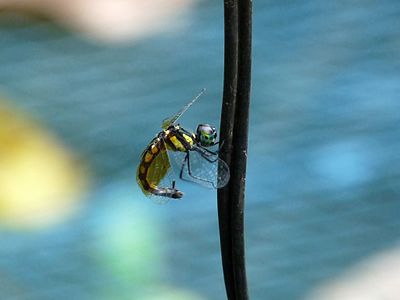 Tetrathemis platyptera egg-laying