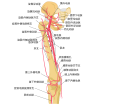 Schema of arteries of the thigh.