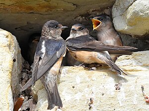 Tree martin with two hungry chicks.