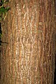 Ulmus FL025 Bark of Cams Bay tree