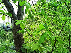 Ulm (Ulmus glabra)