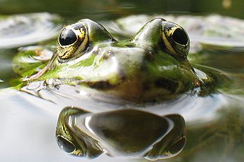 Tête de grenouille verte (Rana esculenta) à la surface de l’eau. (définition réelle 1 080 × 720*)