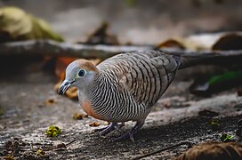 Une géopélie zébrée vers Cagayán de Oro aux Philippines, et ses étonnantes combinaisons de couleurs. Septembre 2020.