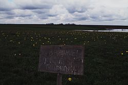 Tulip steppe, a protected area of Russia in Pugachyovsky District