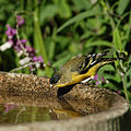 Carduelis psaltria