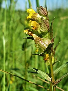 photograph of a yellow rattle plant