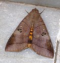 A moth on a marble floor in Kolkata, India