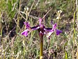 Орхідея плодоріжка (Anacamptis)