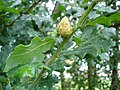 Andricus fecundatrix parthenogenetic generation, oak artichoke gall