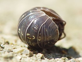 The common pillbug (Armadillidium vulgare) is named after the pill it resembles when curled up.