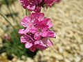 Армерия дернистая (Armeria caespitosa)