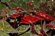 'Rubra' cultivar, showing "eyelashes"