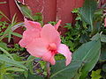 Canna liliiflora