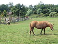 Cheval au moulin du Vanneau.