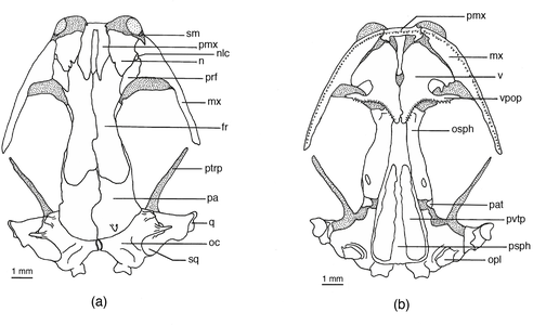 Череп большеногой саламандры. (a) — сверху, (b) — снизу. fr = лобная кость, mx = верхнечелюстная кость, n = носовая кость, nlc = носослёзный канал, oc = слуховая капсула, opl = opercular plate, osph = глазоклиновидная кость, pa = теменная кость, pat = отросток теменной кости, pmx = предчелюстная кость, prf = предлобная кость, psph = парасфеноид, ptrp = отросток крыловидной кости, q = квадратная кость, sm = септомаксилла, sq = чешуйчатая кость, v = сошник, vpop = предглазничный отросток сошника, pvtp = задний ряд сошниковых зубов