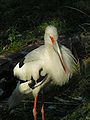 10/11/2007 - Un tuyango o cigüeña americana en el zoológico de Corrientes. - Ciconia maguari