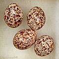 Eggs of Cisticola marginatus amphilectus