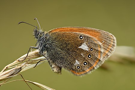 Coenonympha glycerion, by Iifar