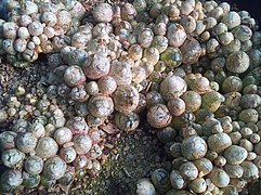 Conophytum burgeri