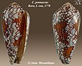 Conus pennaceus Born, I. von, 1778